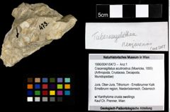 Foto (Objekt + Etiketten) von Cracensigillatus acutirostrus (Moericke, 1889) 